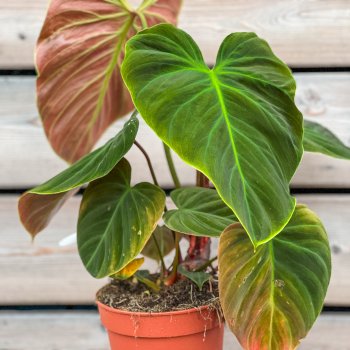 Philodendron rubrijuvenile (Filodendrón) ´EL CHOCO RED´, kont. C1,5L, výška: 25-35 cm